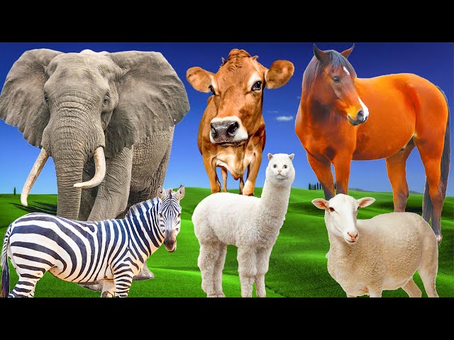 Herbivores - elephant, cow, horse, goat, giraffe - Animal sounds - Part 16