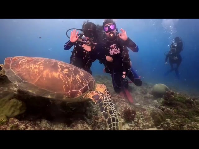 2023.08.11 Bear diving 小琉球熊潛水 - 體驗潛水 - 看到海龜 @林陳三點