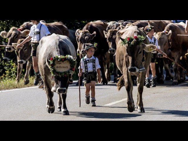 4K Viehscheid in Immenstadt Allgäu Germany 2024 : A Journey into Bavarian Tradition.