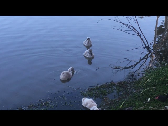 Cygnets Lake Monger 22 October 2017