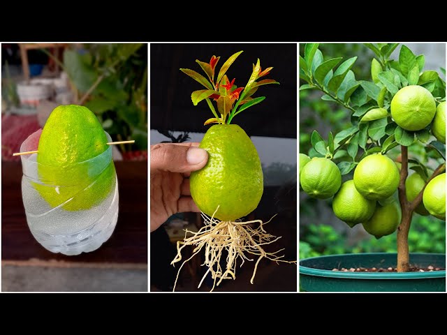 Amazing idea for grow lemon plant at home from fruit || Best method for planting