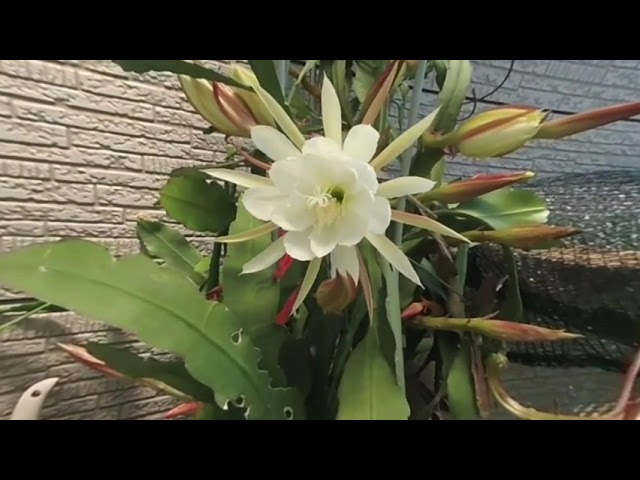 【VR180】Dutchmans pipe cactus