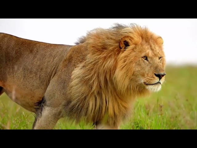 King Lion attractive walk style -wildlife videos-4k Nature(Ultra  HD) | Nature's Sweet Tales