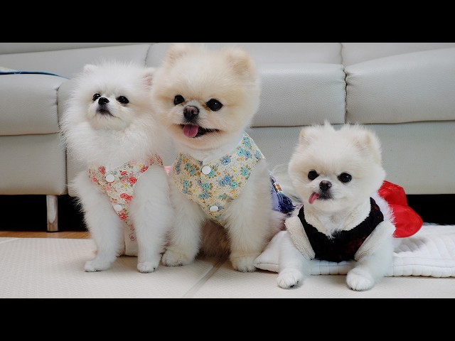 The puppy surprised by the sudden visit of the grandmother ❤️