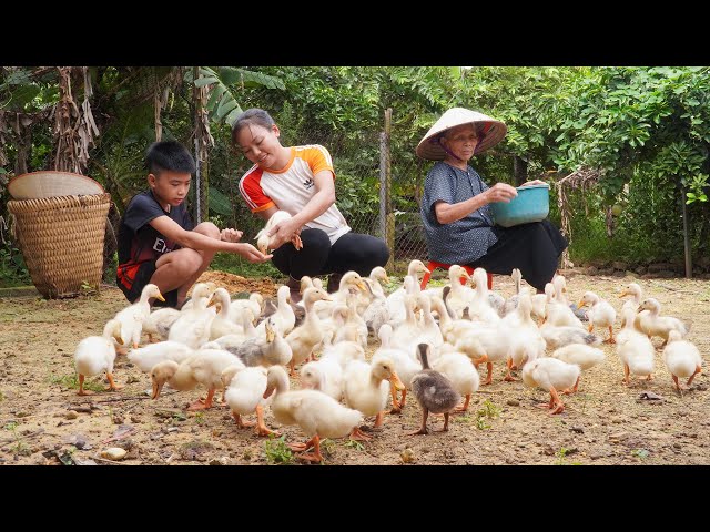 120 Days of Building a Farm – The Journey of Raising Ducks from Scratch