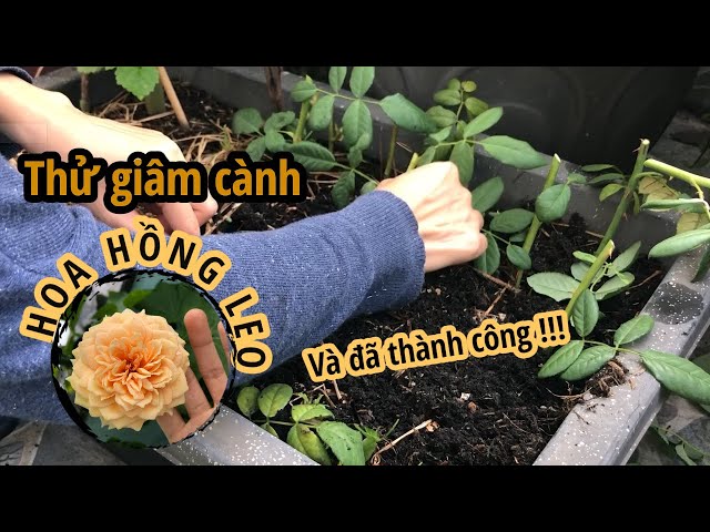 Thử Giâm Cành HOA HỒNG CAM và Cái Kết Mỹ Mãn