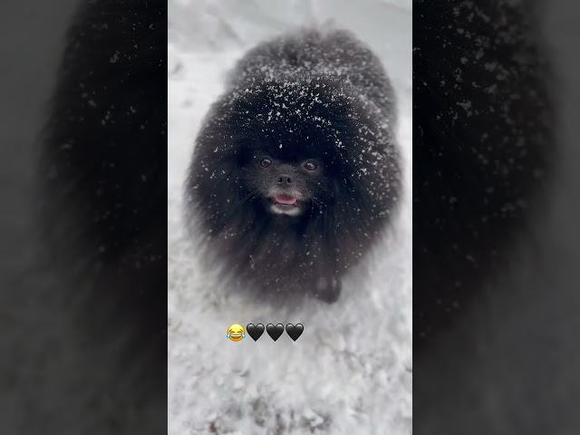 I like snow, I like youPomeranian, silly puppy, Pomeranian baby, cute dog