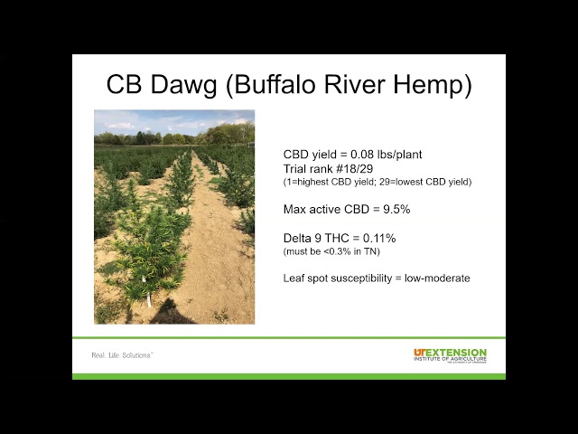 2019 Hemp Variety Trial Update