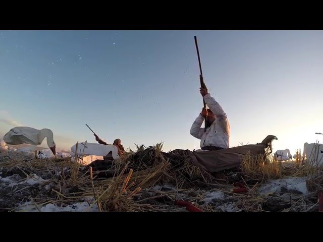 Hired to Hunt #13 1080p HD - Duck Hunting and Goose Hunting in Alberta