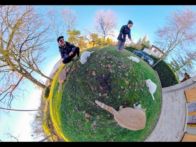 CATS BREAKFAST - 360 VIDEO - GOPRO FUSION TEST