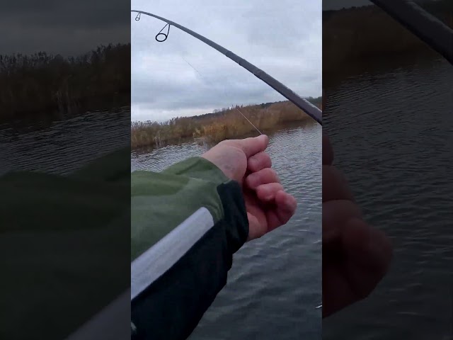 Когда ждешь щуку, а приходят они... #norstream #fishing #рыбалка #спиннинг