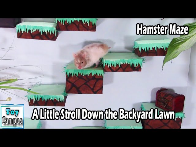 A Little Stroll Down the Backyard Lawn | Hamster Maze and Puzzles Series