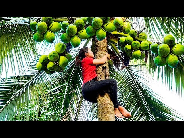 3 Days Harvesting Coconut Fruit Goes To The Market Sell - Preserve Pickles - Hanna Daily Life