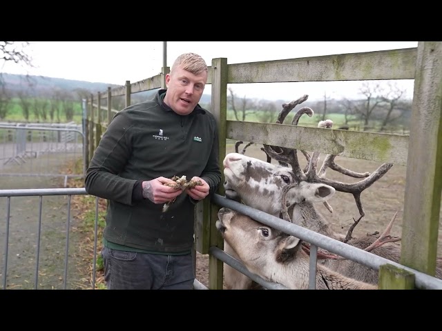 Feeding the Cannon Hall Farm Reindeer