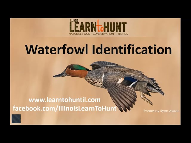 LtH Webinar: Waterfowl ID 2024