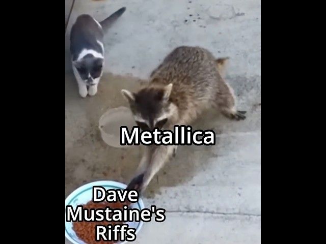 Metallica Stealing Dave Mustaine's Riffs #megadeth #metallica #metal #thrashmetal