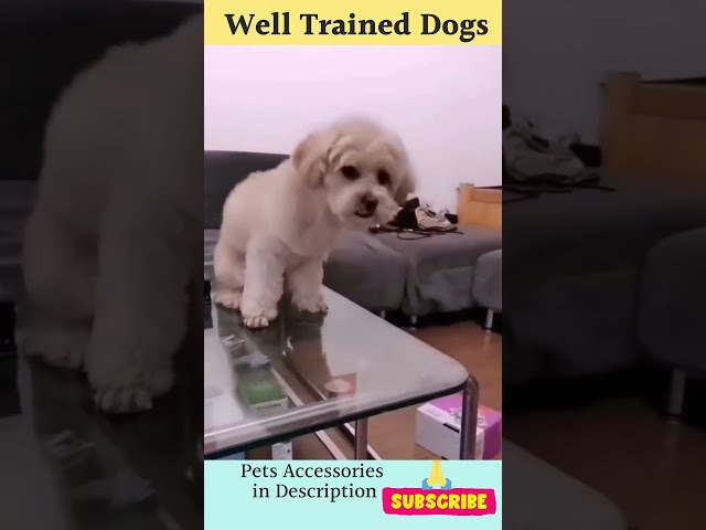 well trained dogs #shorts #youtubeshorts