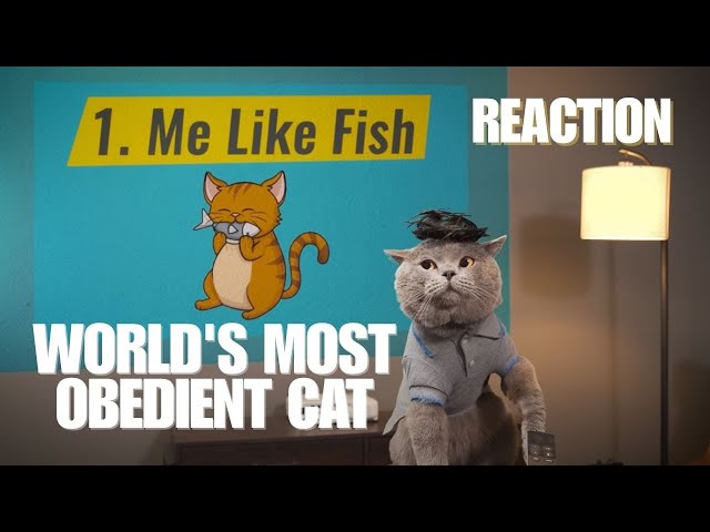 World's Most Obedient Cat - Aaron's Animals  @AaronsAnimals #story #funny #reaction #catlover #cat