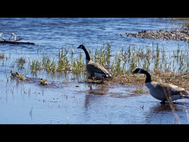 Beautiful Goose in the River, Water Sound Reducing Stress, Improving Sleep & Increase Concentration