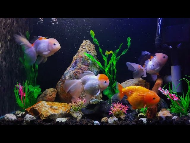 Soothing 4K Aquarium Sounds | No Music, Only the Peaceful Sounds of Water