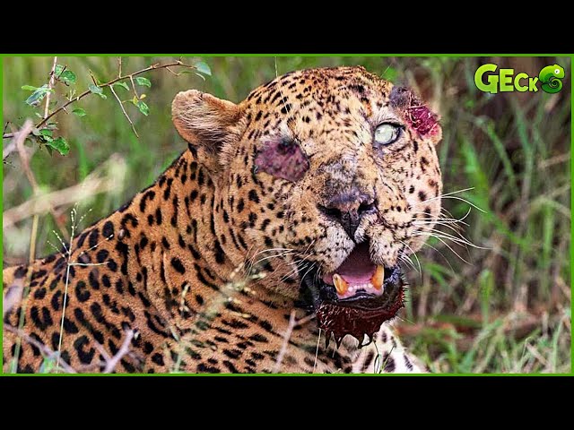 30 Moments When Leopards Were Injured While Fighting Wild Animals | Animal Fight