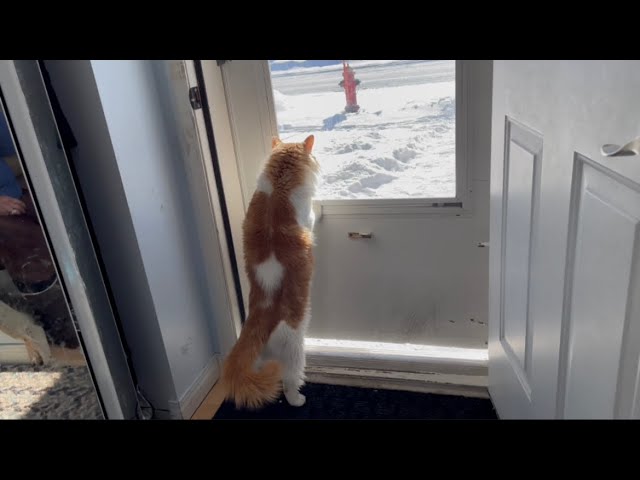 Crazy cute cat’s daily routine,