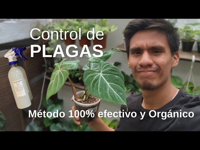 Control de Plagas en Plantas de Interiores | MI Método Simple y Efectivo