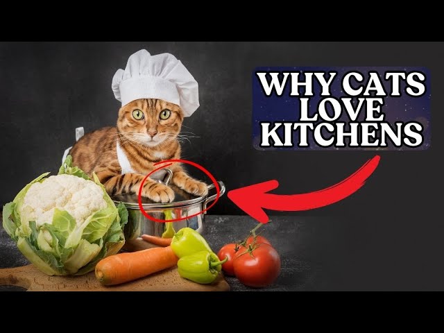 5 Reasons Why Cats Are Addicted to Kitchens – You Won't Believe It!