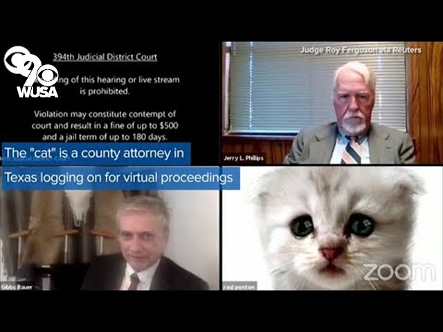 'I'm not a cat': lawyer accidentally uses cat filter during Zoom court appearance