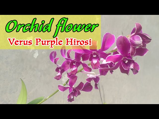 orchid flower The Beauty of the Dendrobium Verus Purple Hiroshi Orchid/HIS