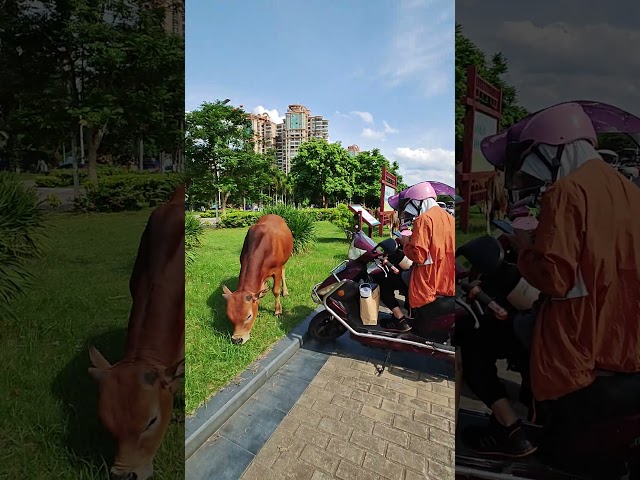 Get An Exclusive Look At A Bull Snacking Up Close During My E-bike Ride In Hainan China