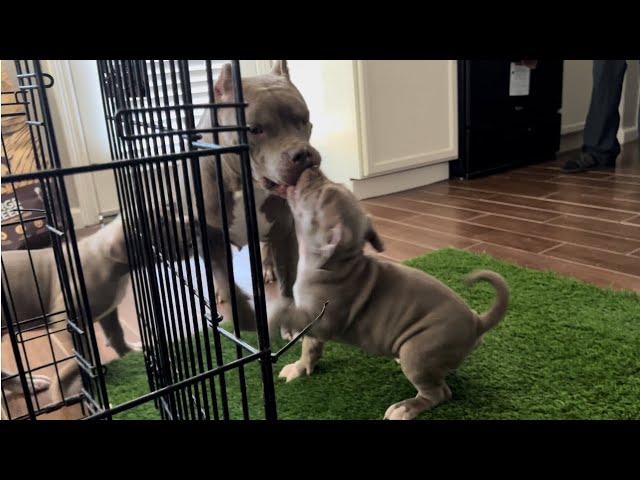 Giant Bully Pitbull Attacks Puppy for Playing [Chloe Gone] ☠️🩸😭