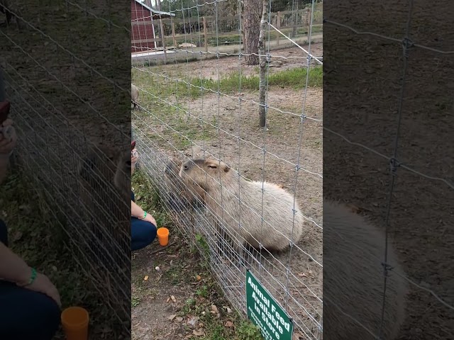 Feeding Capybaras at Showcase of Citrus