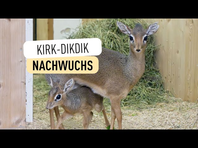 Dikdik-Nachwuchs im Tiergarten Schönbrunn