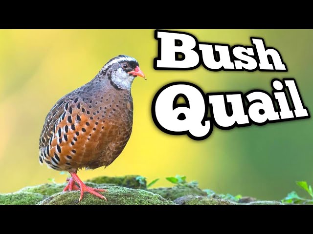 Bush Quail On Nature #shorts