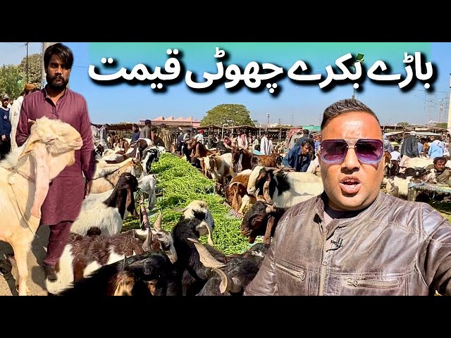 Cheapest Bakra Mandi In Karachi | Bhains Colony Bakra Mandi Latest Rates Update 29 January 2025