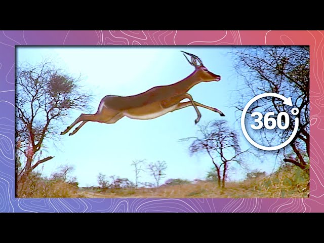 Impala Stampede and Flyover in Slow-Motion | Wildlife in 360 VR