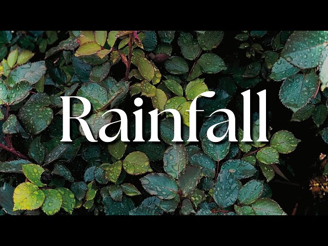 Rainfall | Raindrops, Crows, Nature | Ambience