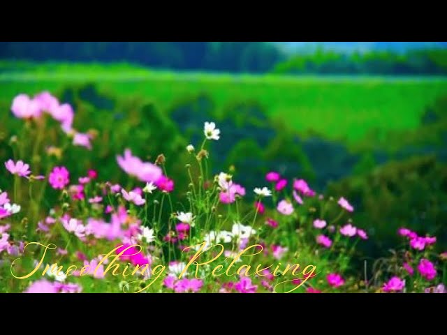 Beautiful Relaxing Music for Stress • Meditation Music, Sleep Music, Ambient Study Music- relief