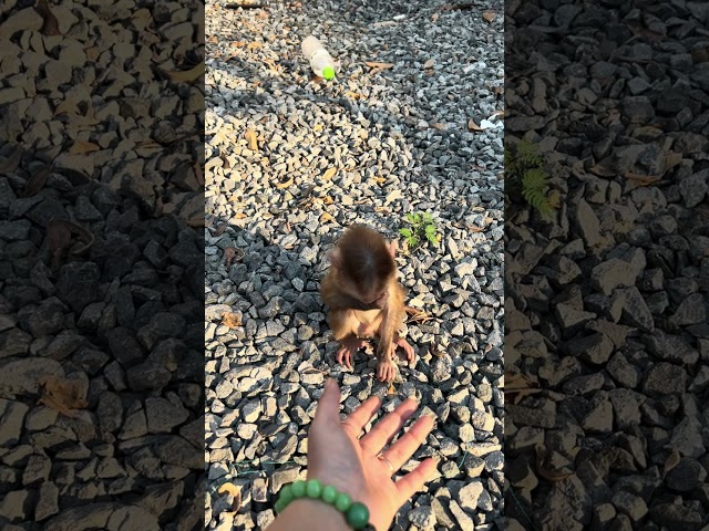 super cute baby monkey melia #monkey #baby #happy #cute #baby #shorts