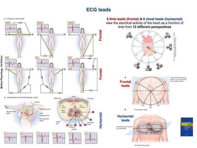 Cardiac Physiology | ECG leads overview