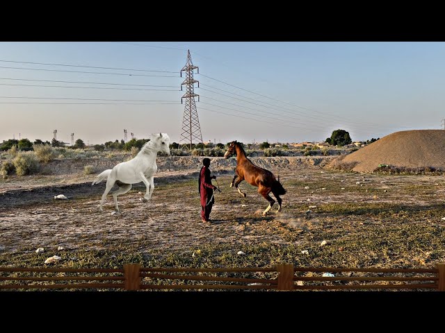 "Unbelievable: Watch This Horse Dance Circles with Owner"