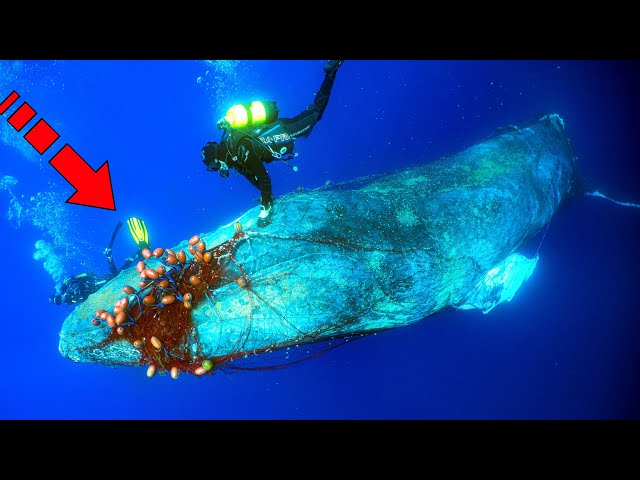 A shocked diver saved a whale from death! Just a little longer and the whale would have sunk...