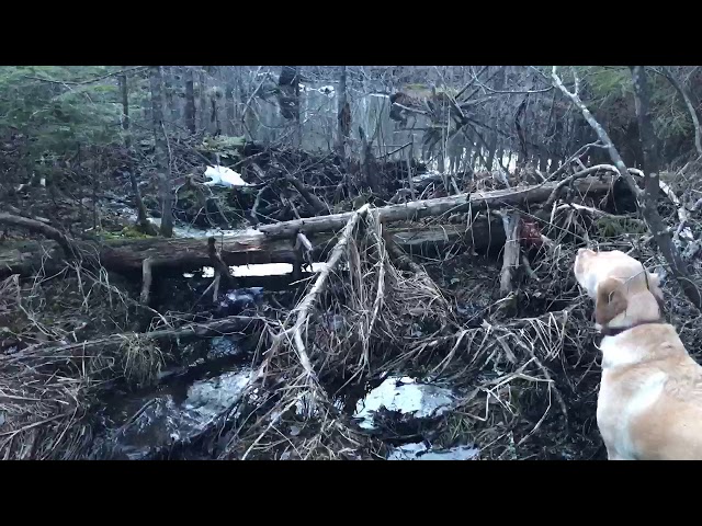 Guest video contributor, Babbling brook in the Northern Vermont woods, Concord, Vt.Dr. Elaine Stasny