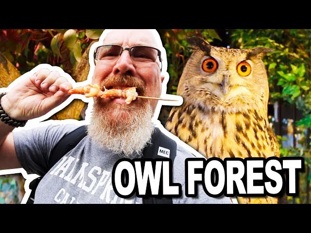 Owl Forest, Shrimp & Hotel Room Tour in Kyoto