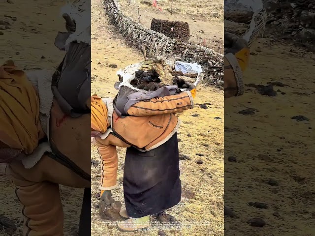 Dried Cow Dung Picking