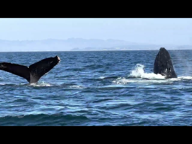 Whale Watching in Monterey Bay, California, USA