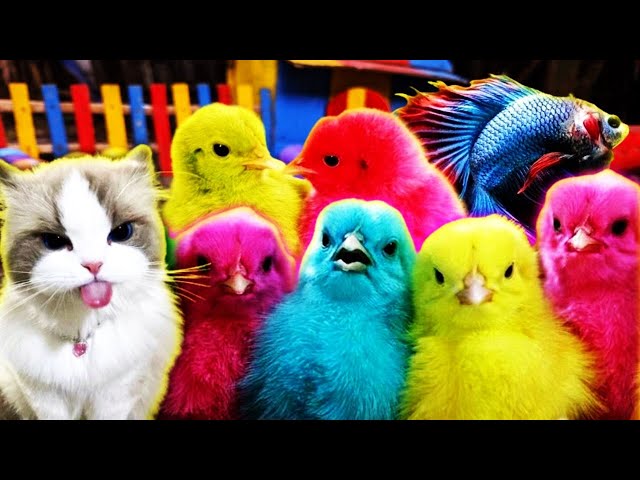 Tangkap Ayam Lucu 🐣🌈 Ayam Warna Warni, Ayam Rainbow Gokil, Bebek, Kura Kura,Hewan Lucu Seru Sekali