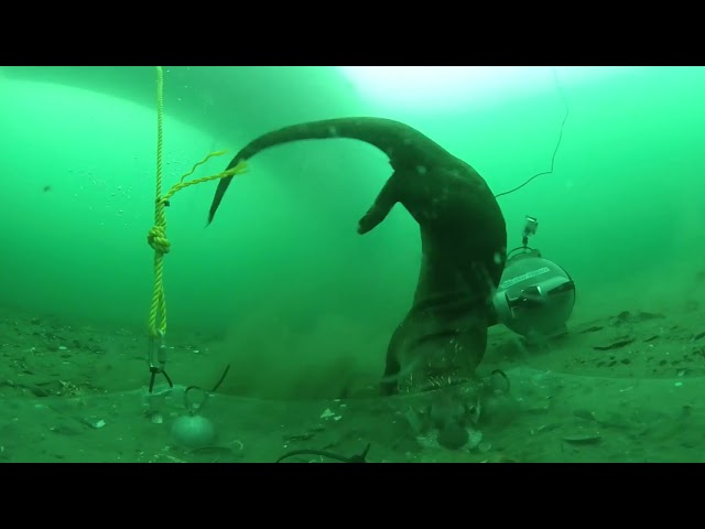 Three Curious Otters Underwater 360