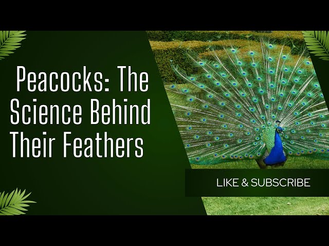 PEACOCKS: THE SCIENCE BEHIND THEIR FEATHERS